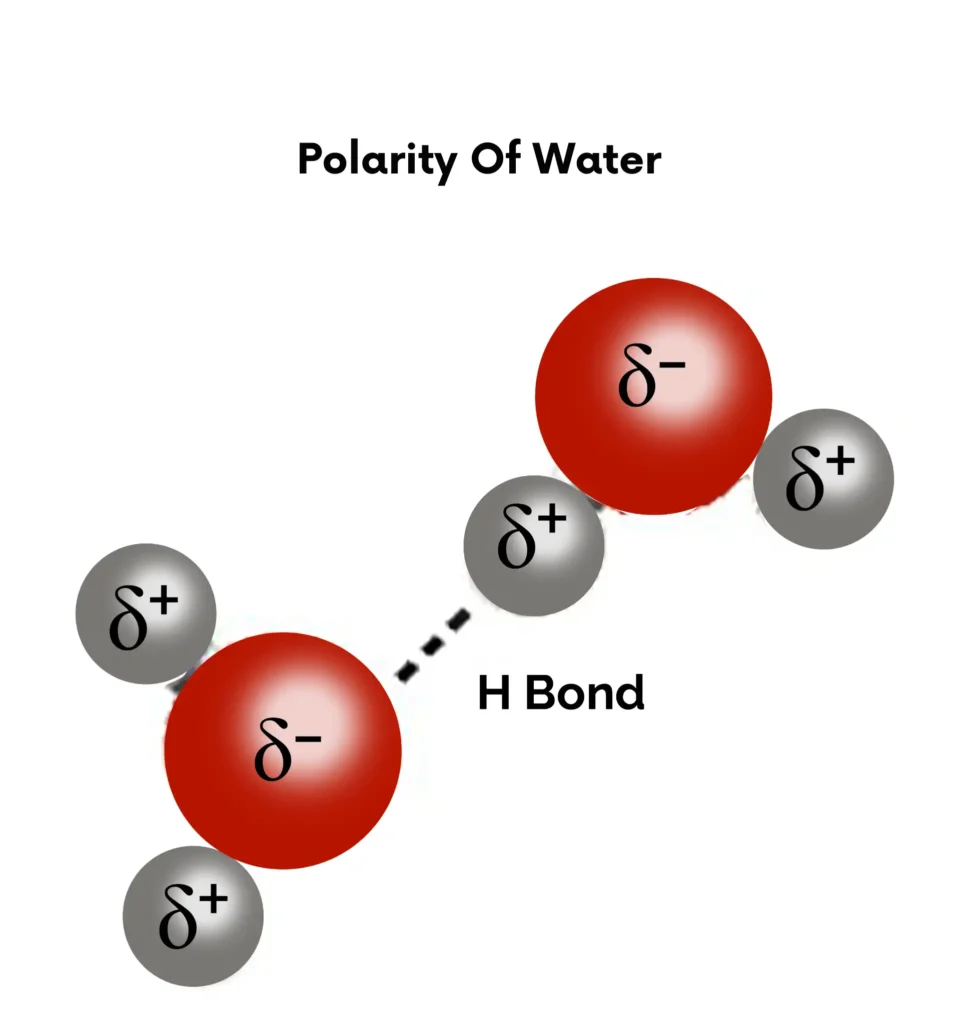 Polarity of Water
H bond